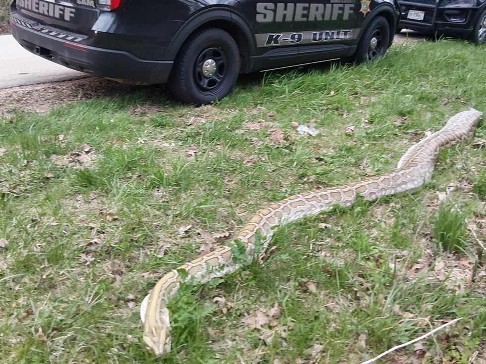 Large dead snake found dumped along Iowa County road; sheriff seeks information