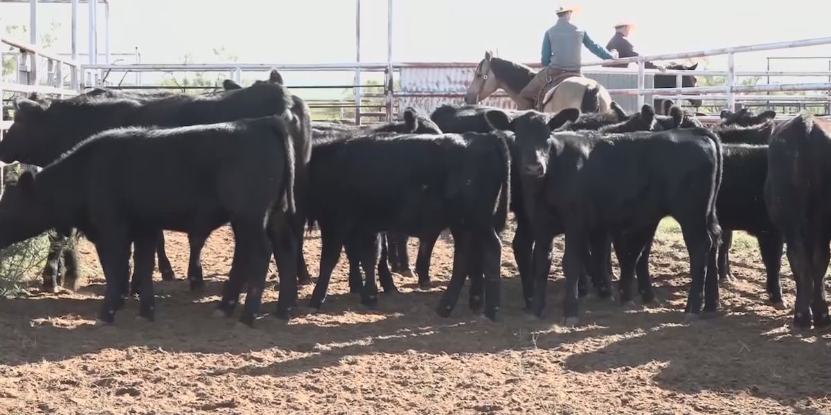 Cattle Inventory U.S. cattle inventory drops 2%, local rancher credits years-long drought
