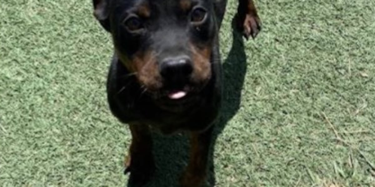 KCBD's Pet of the Day: Meet Shefton