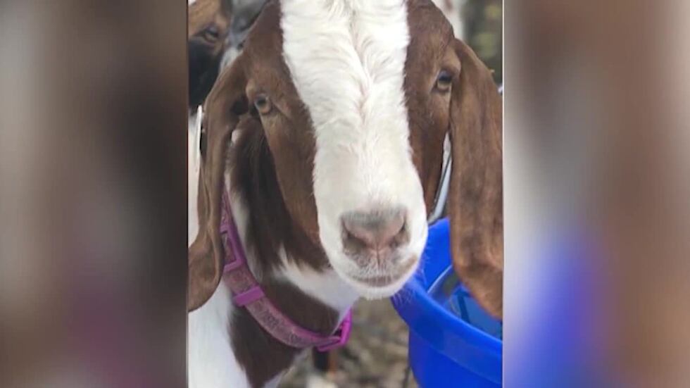 Family receives settlement after claiming sheriff’s office seized