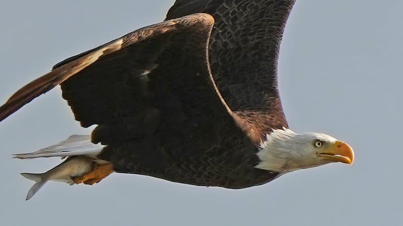 A bald eagle flies overhead with its catch near Covington, La.