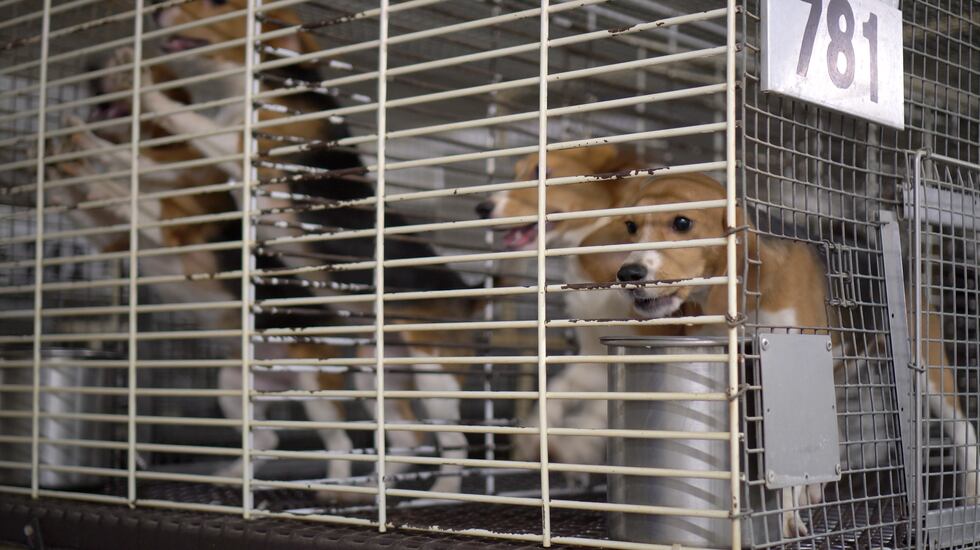 Blue Mounds dog breeder Ridglan Farms was facing fines following reported violations.