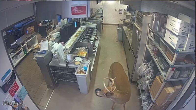 A deer jumped into a Noodles and Company restaurant in Beloit during the lunch hour Tuesday.