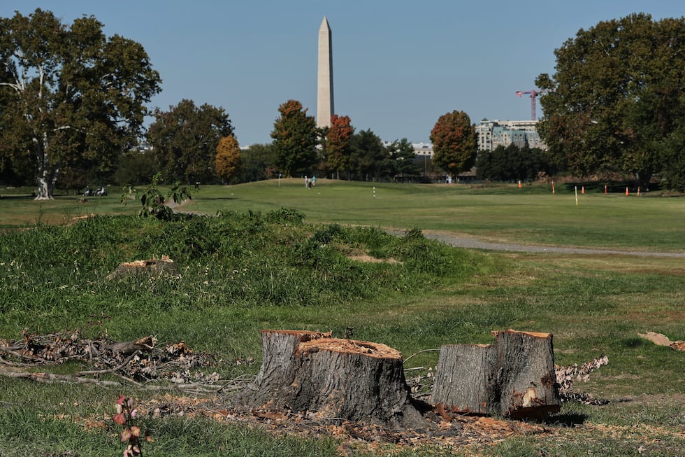 The Washington Monument is seen past stumps of removed trees at East Potomac Park Golf Course,...