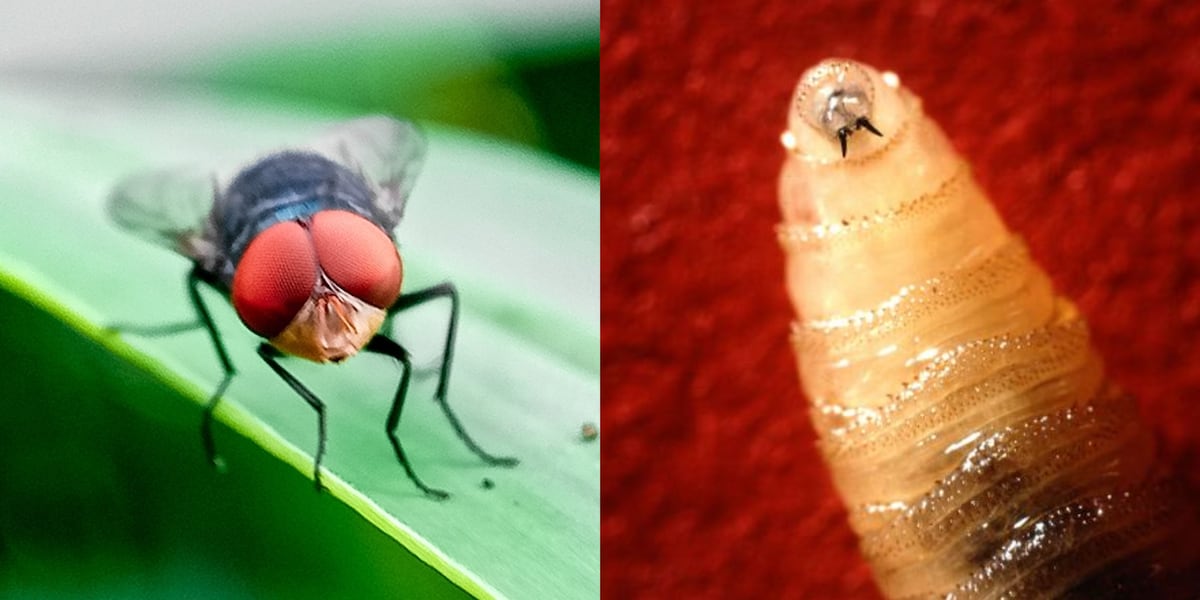 न्यू वर्ल्ड स्क्रूवॉर्म टेक्सास-मेक्सिको सीमा के करीब पहुंच रहा है