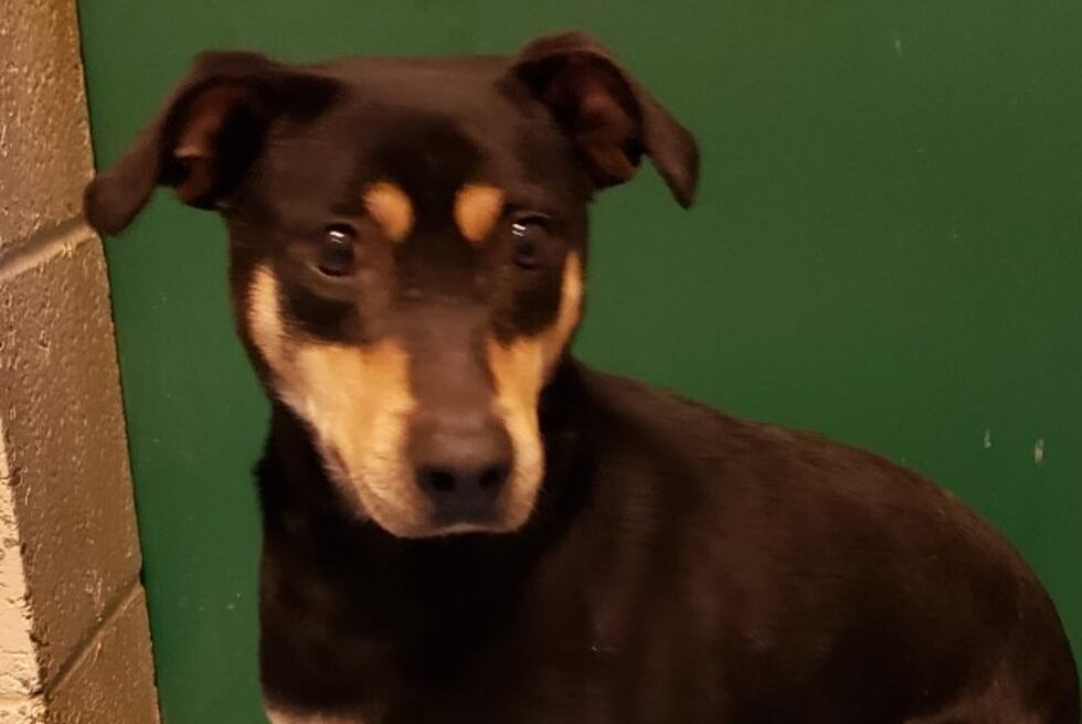 KCBD’s Pet of the Day: Meet Slicky Ricky