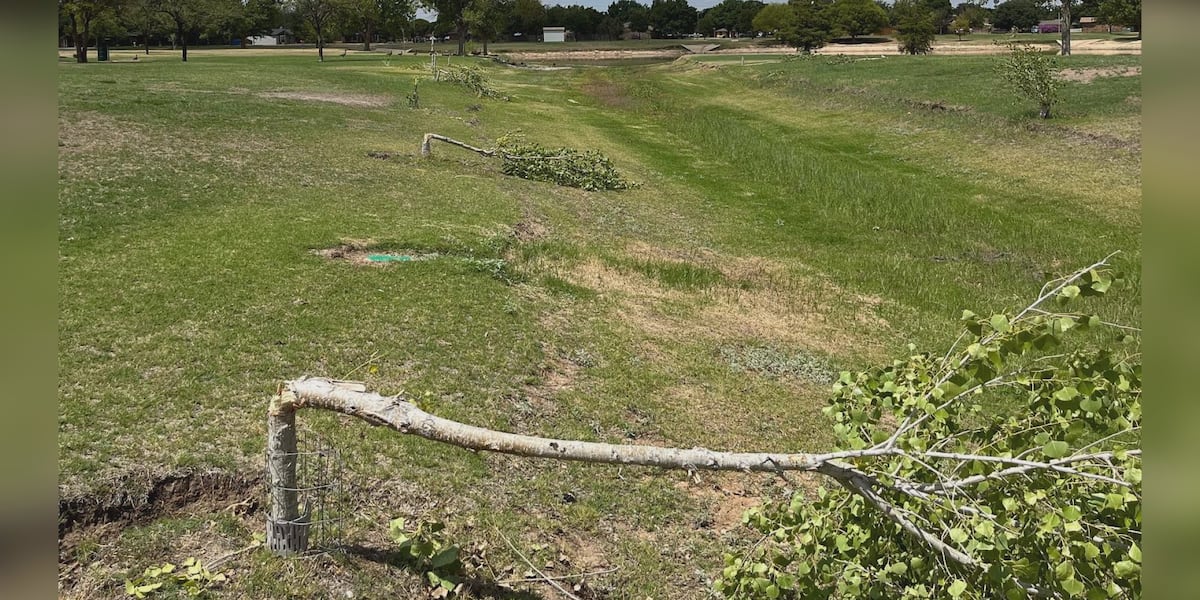 Hacking At Tree Vandals destroy years of work by hacking 15 trees at McCullough park