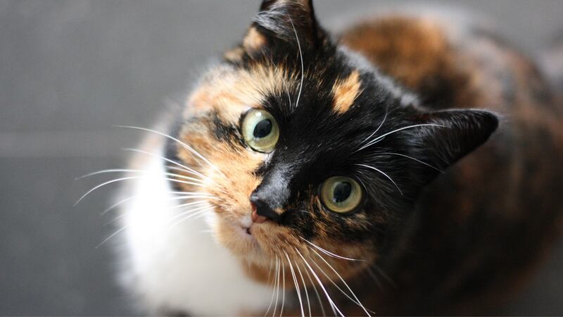 Madison is the latest city to join the list of areas that have banned elective cat declawing.